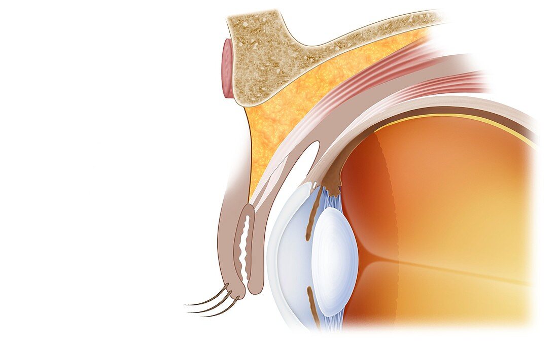 Eye socket anatomy, illustration