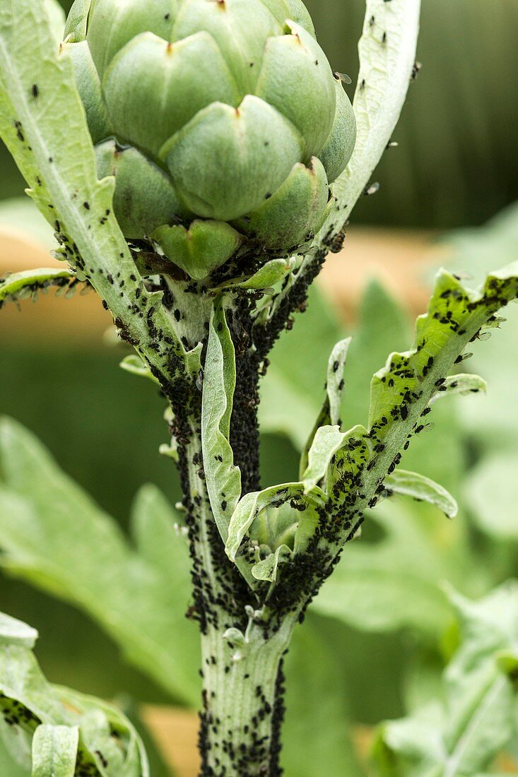 Black-bean aphid infestation on an artichoke plant