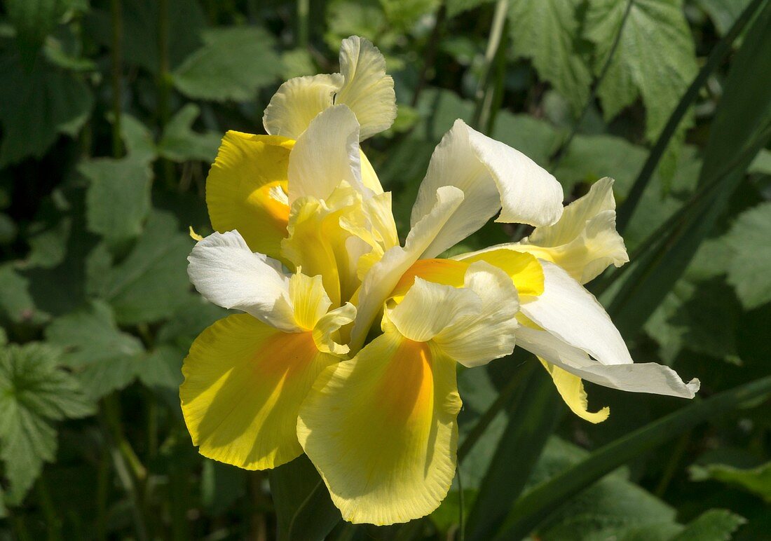 Dutch iris (Iris xiphium hybrid)