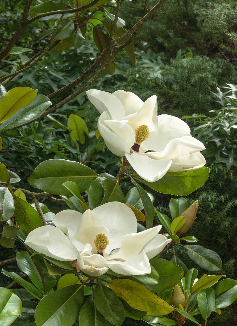 Magnolia grandiflora flowers