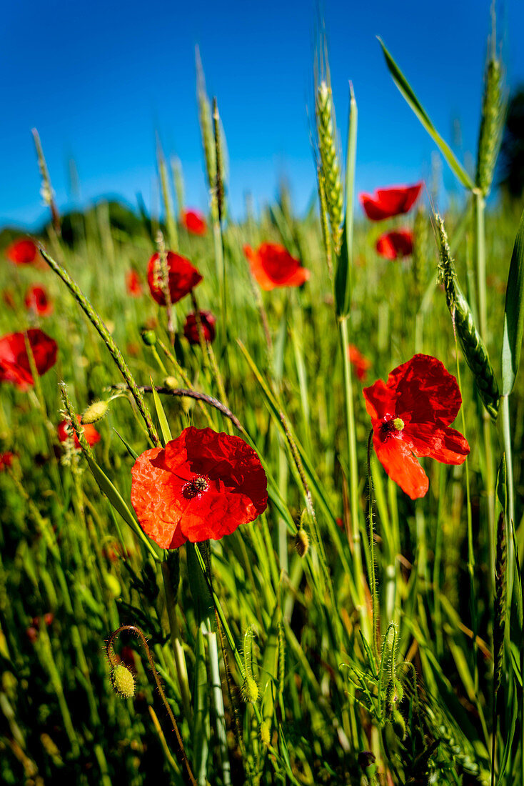 Poppies in a field of wheat