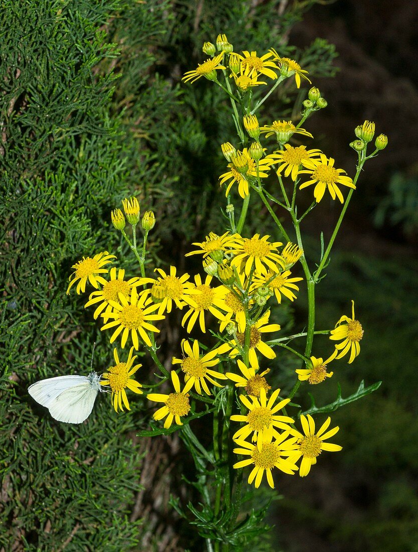 Ragwort (Senecio jacobaea) flowers