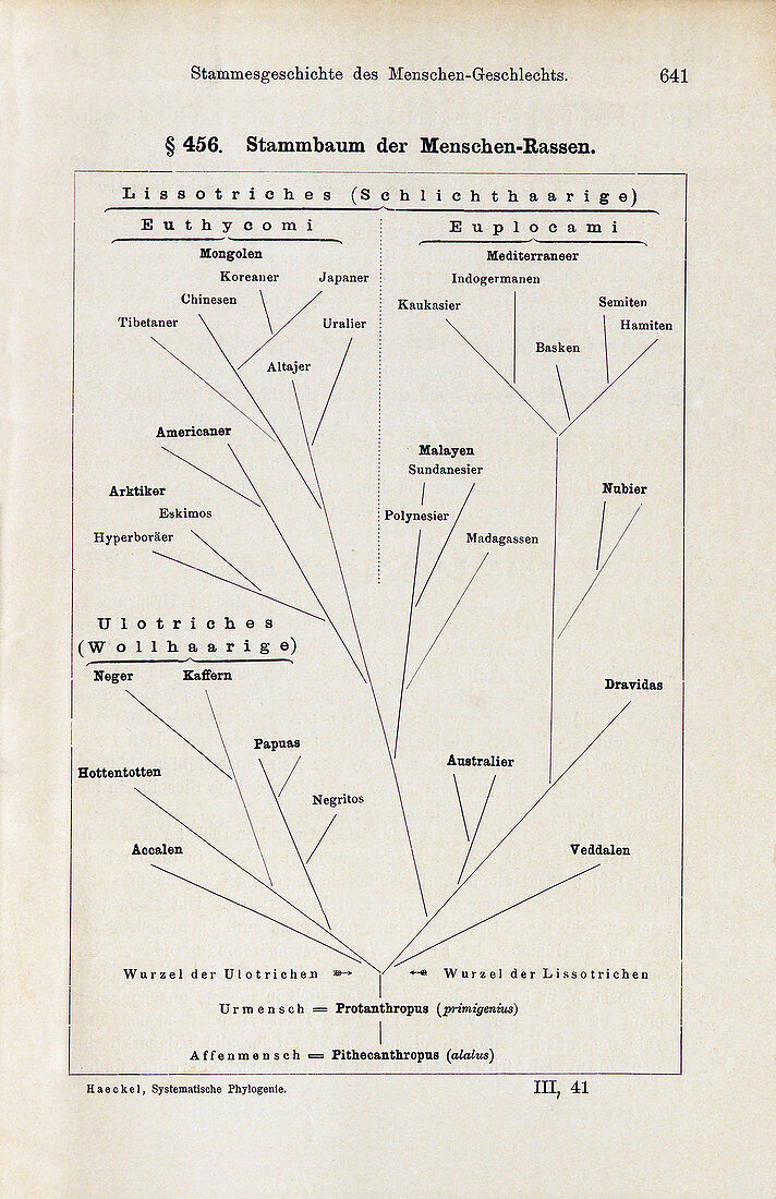 Human evolutionary tree by Haeckel, 1895