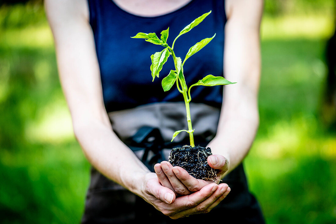 Woman holding a aubergine seedling