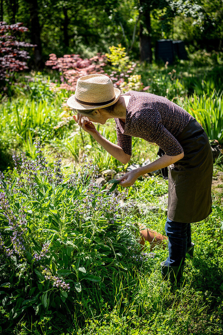 Woman picking sage from the garden