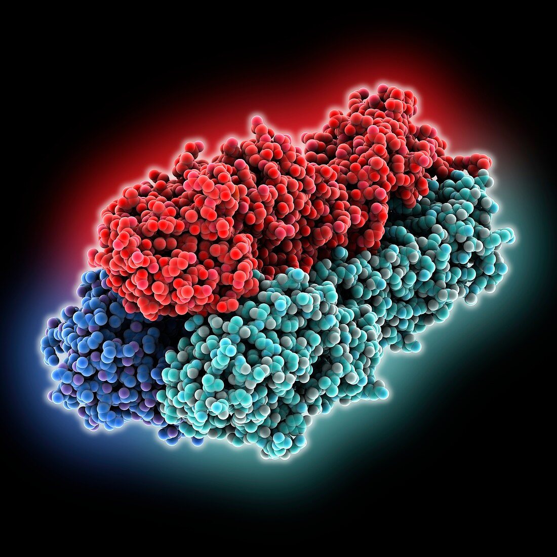 H5N2 chicken flu hemagglutinin, molecular model