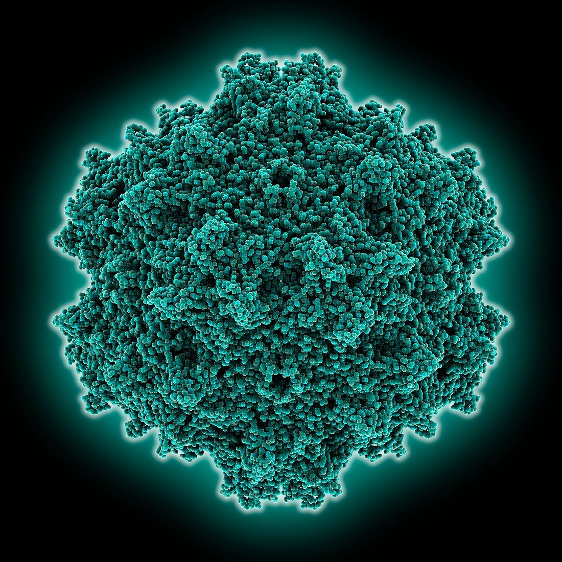 Adeno-associated virus 1 capsid, molecular model