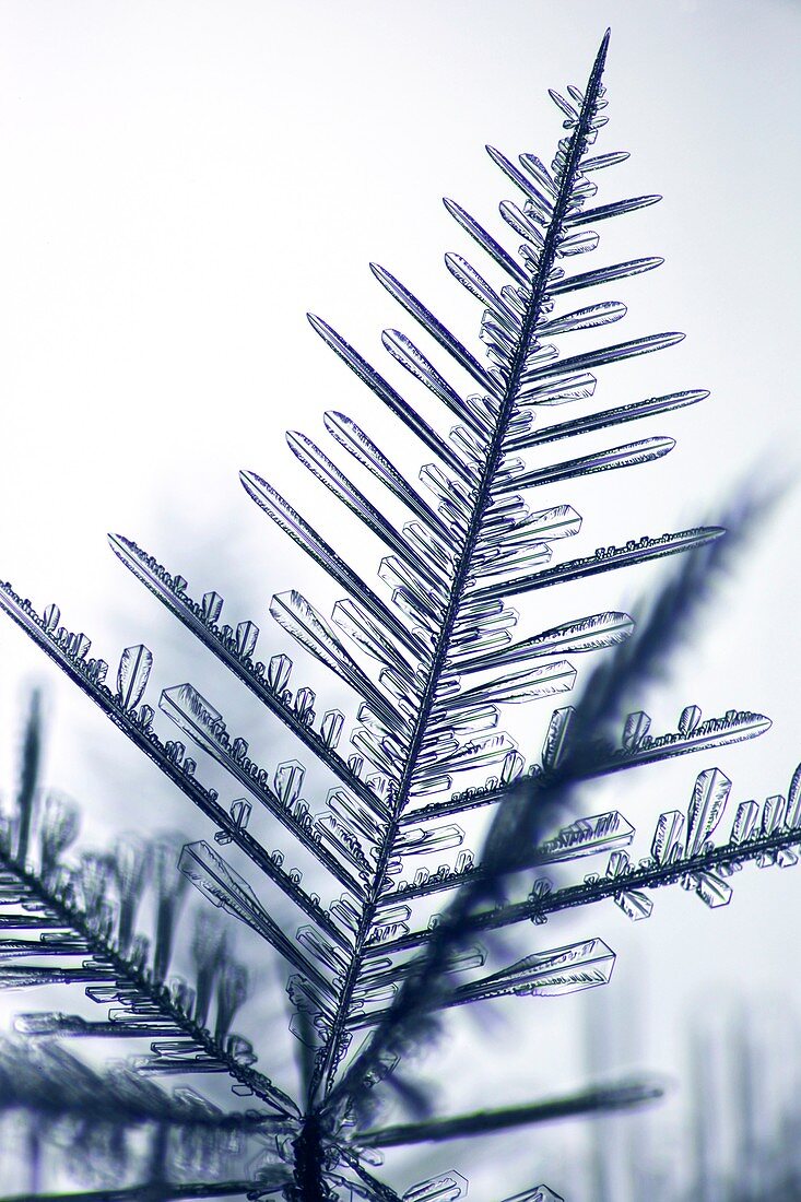 Dendritic branch of a snowflake, light micrograph
