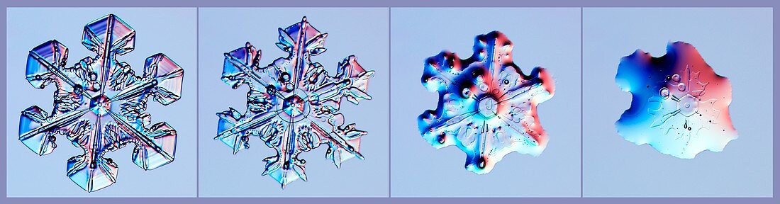 Snowflake melt sequence, light micrographs