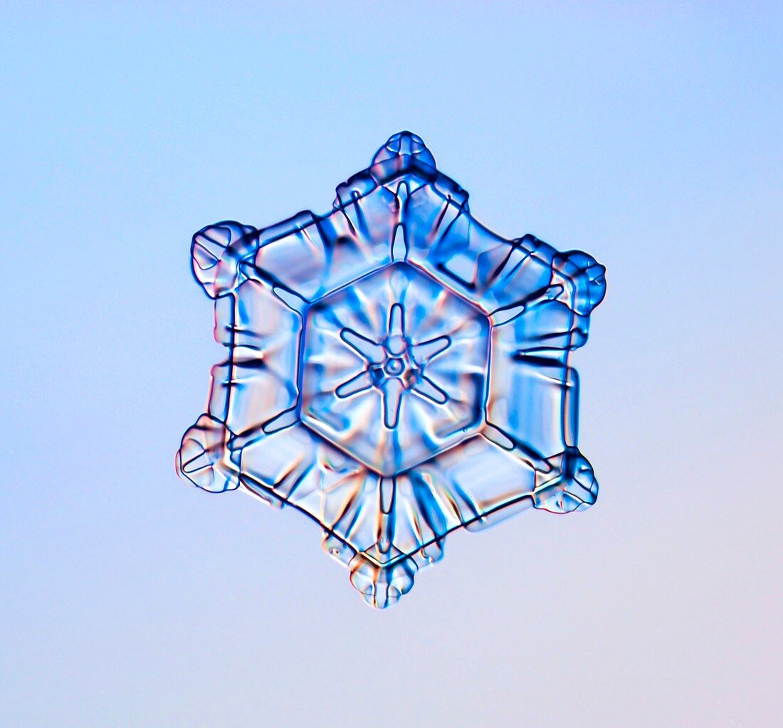 Scrolls on plate snowflake, light micrograph
