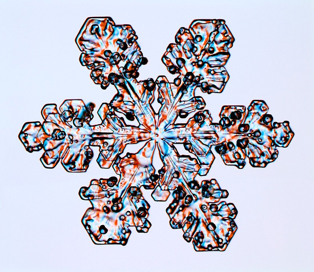 Rimed stellar dendrite snowflake, light micrograph