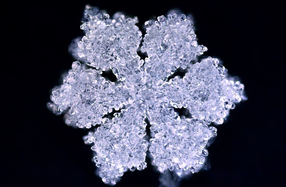 Rimed sectored plate star snowflake, light micrograph