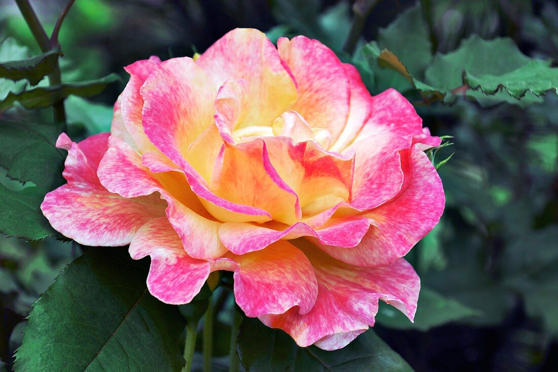 Rose (Rosa sp)
