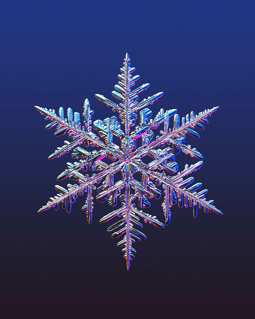 Stellar dendrite snowflake, light micrograph
