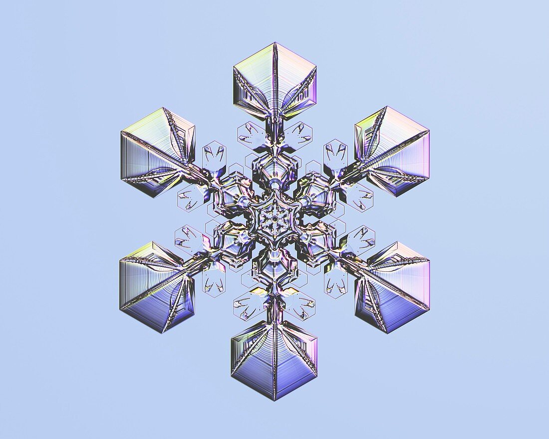 Sectored plate star snowflake, light micrograph