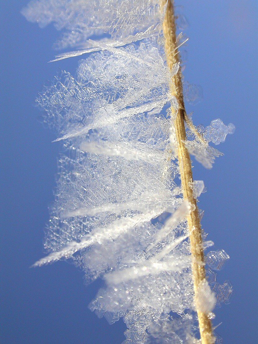 Needle snowflakes, light micrograph