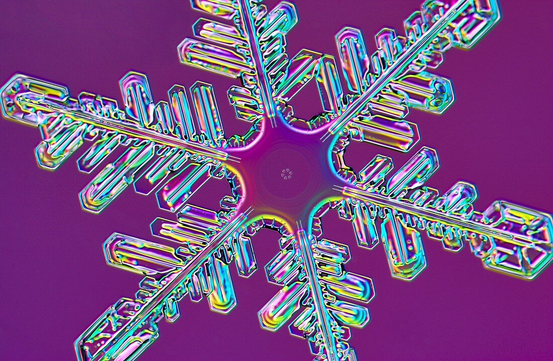 Snowflakes, light micrograph