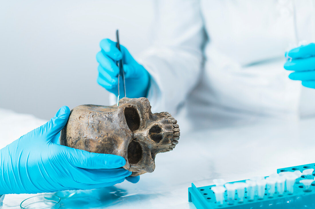 Archaeologist analyzing an ancient human skull