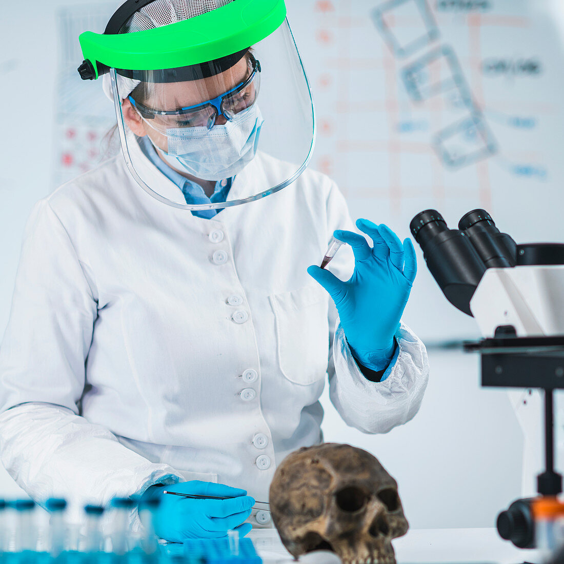 Ancient DNA scientist working in bio archaeology lab