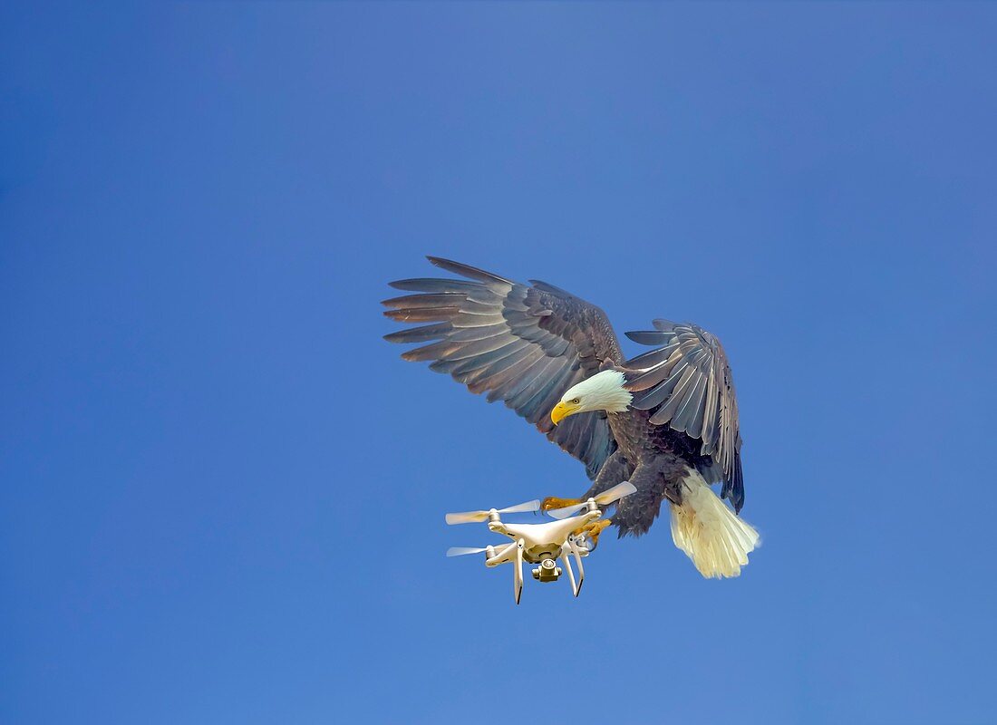 Eagle attacking drone, composite image