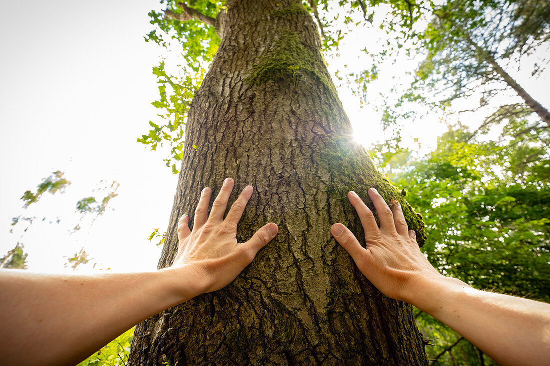 Hands touching a tree