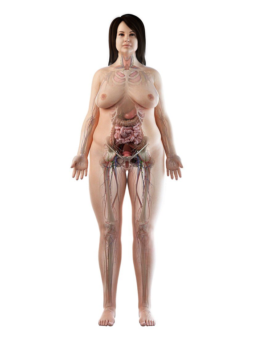 Female anatomy, illustration