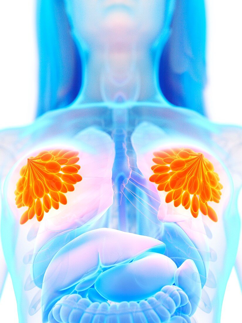 Mammary glands, illustration