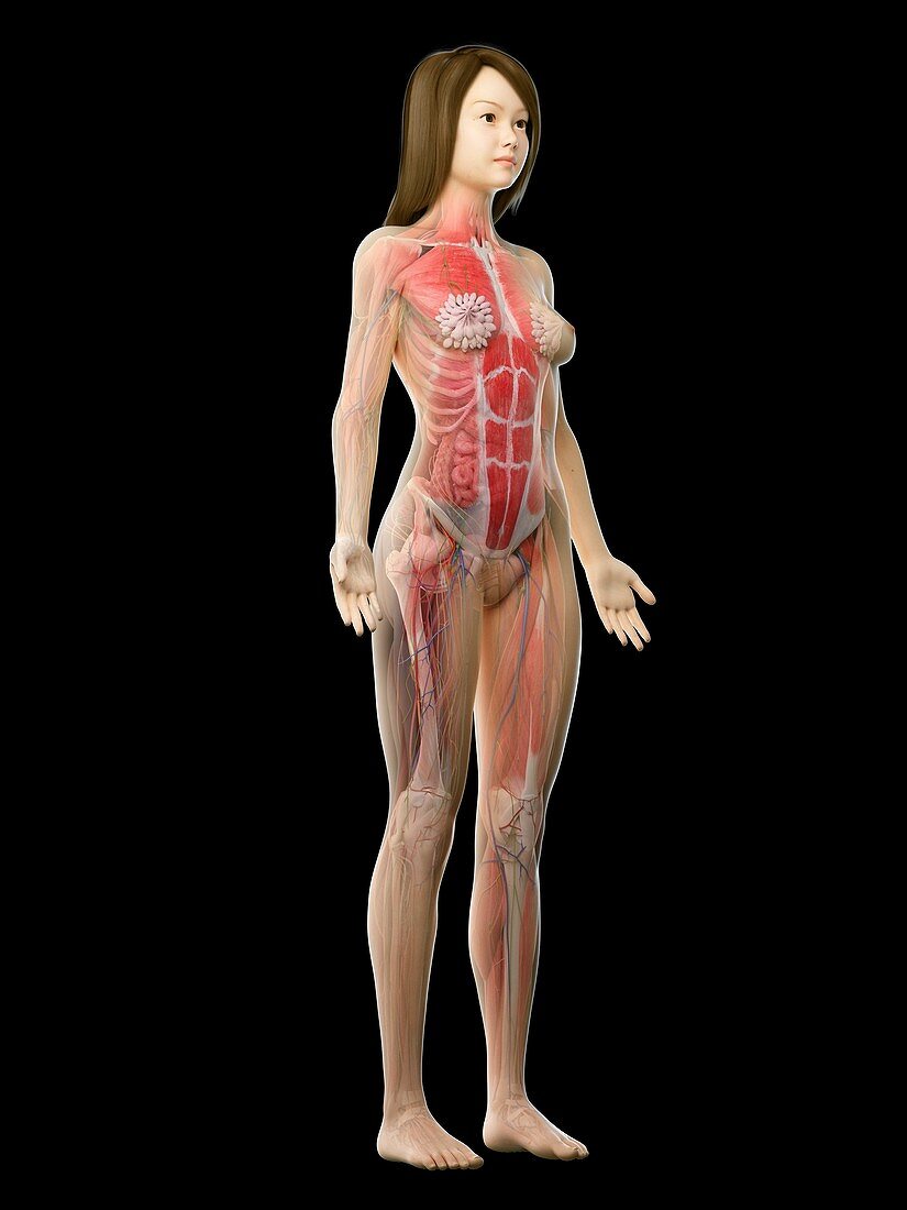 Female musculature, illustration