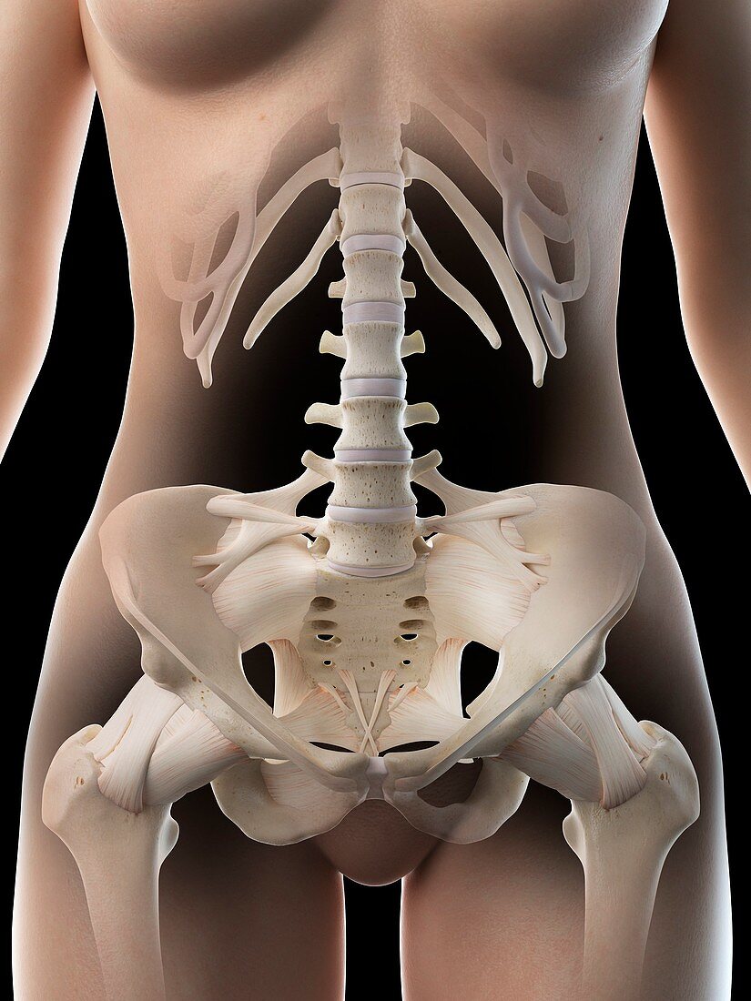 Female pelvic bones, illustration