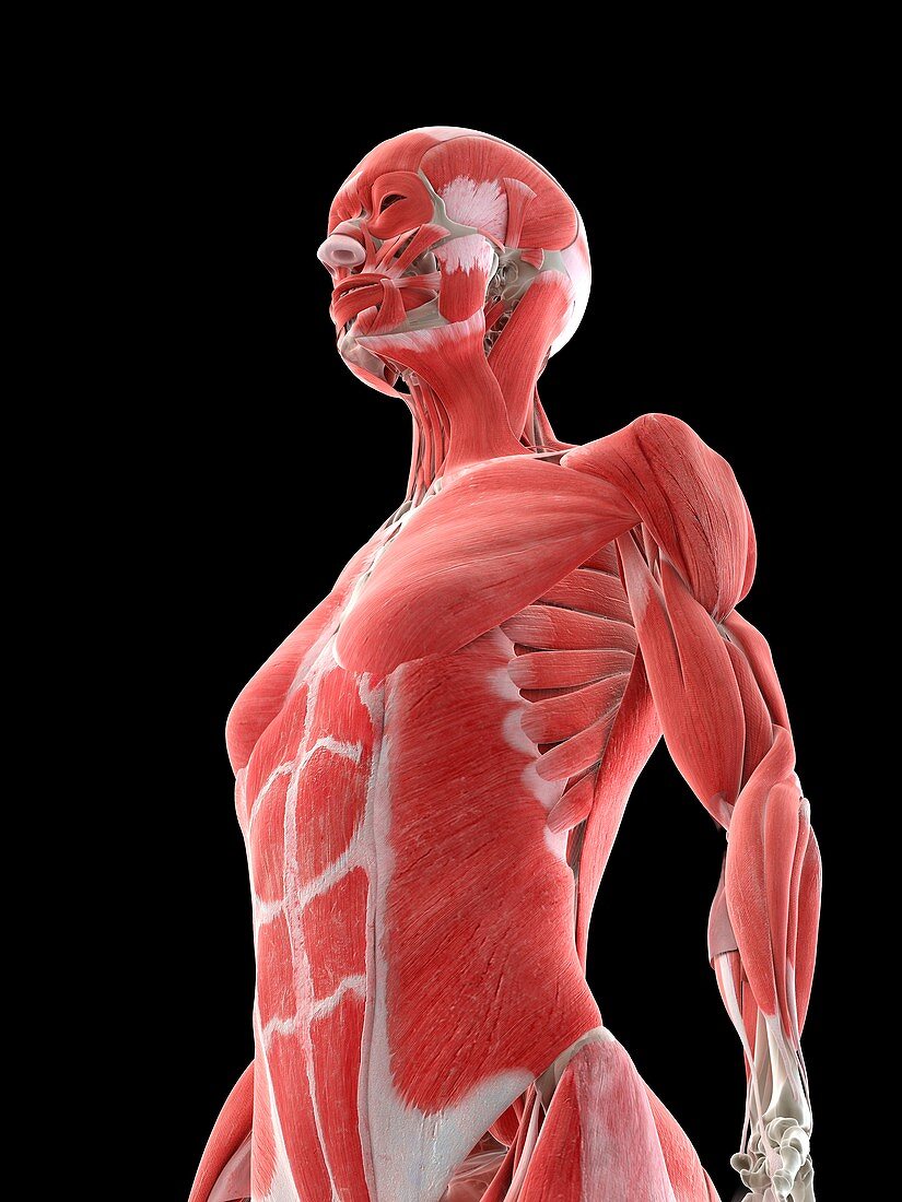 Female upper body musculature, illustration