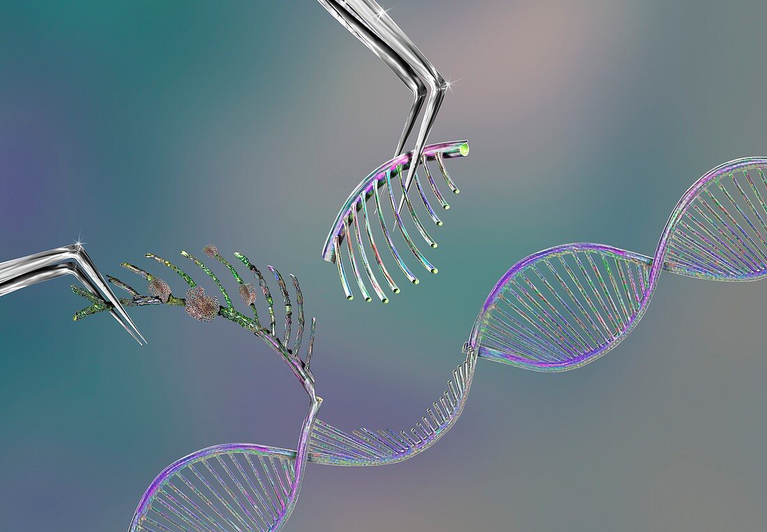 Genetic engineering, conceptual illustration