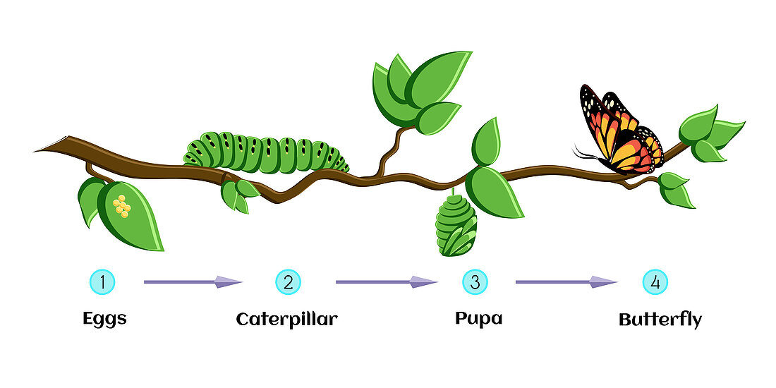 Life cycle of butterfly, illustration