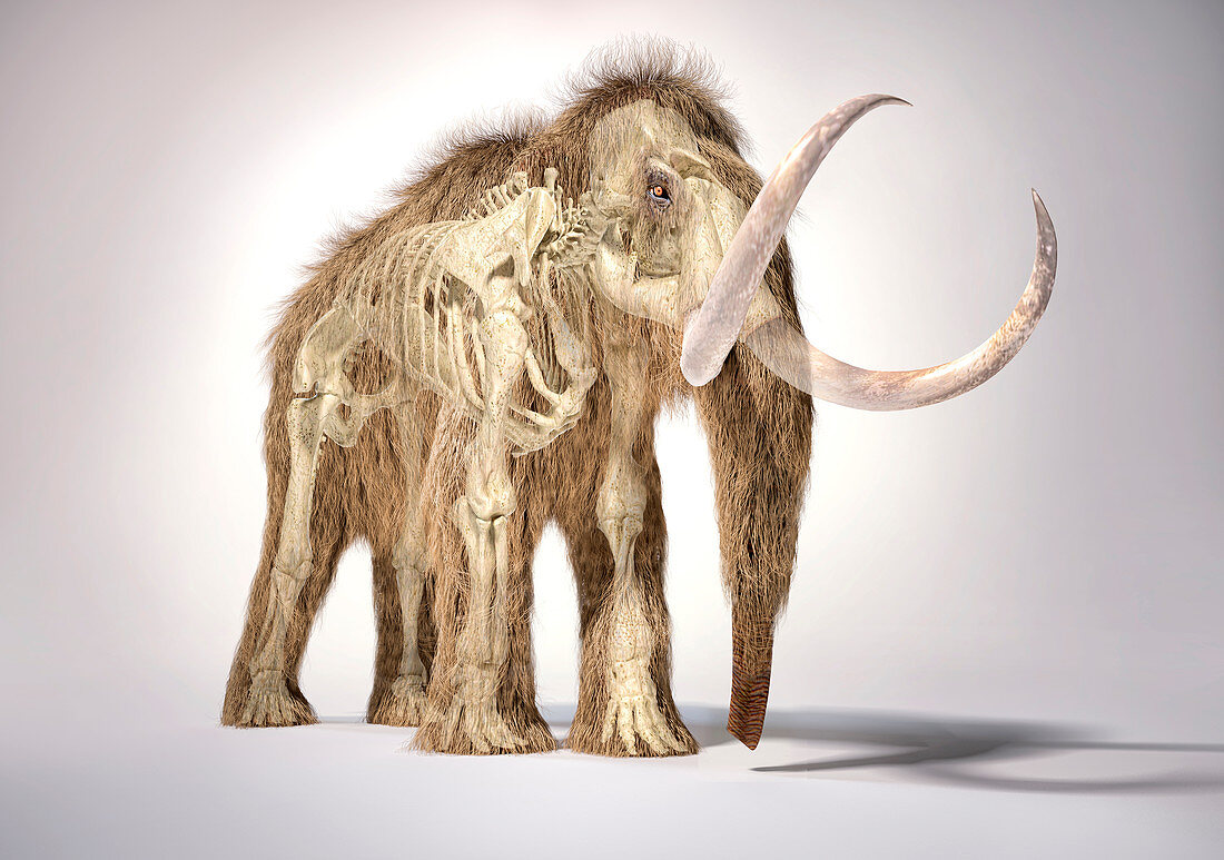 Woolly mammoth with skeleton, illustration
