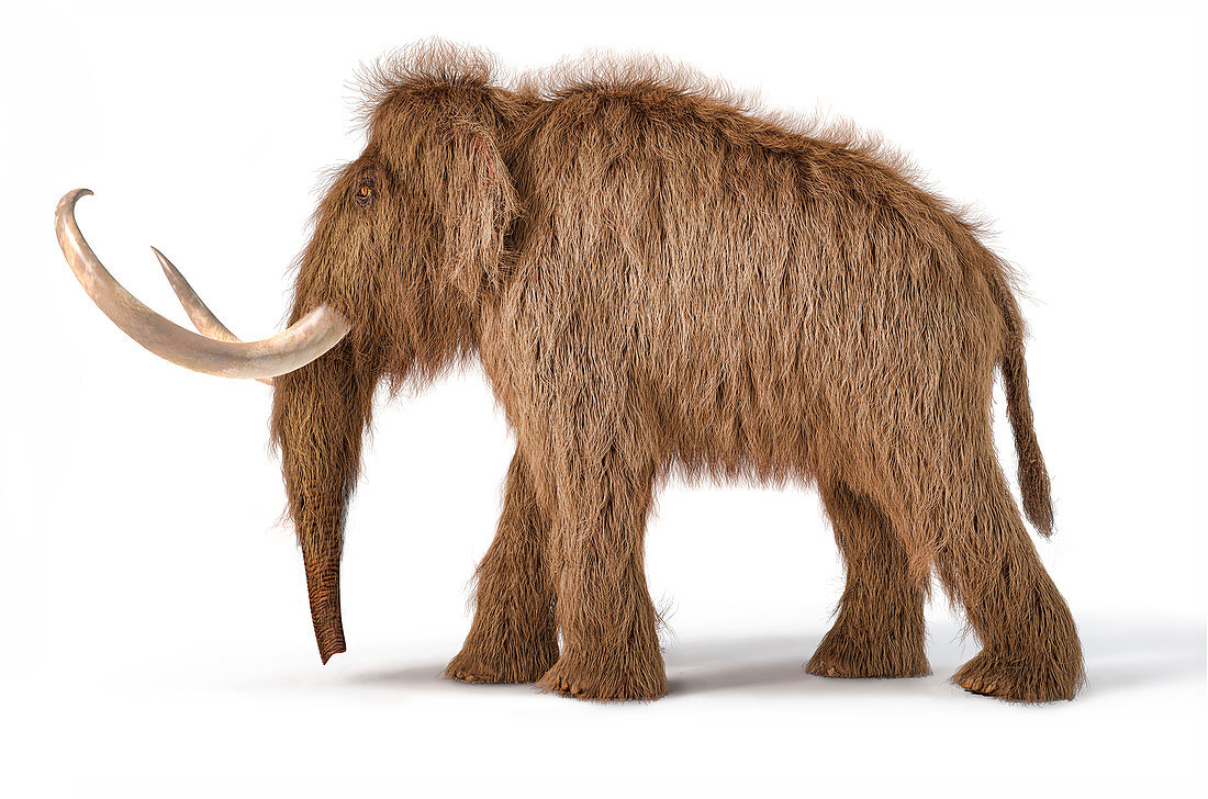 Woolly mammoth, illustration