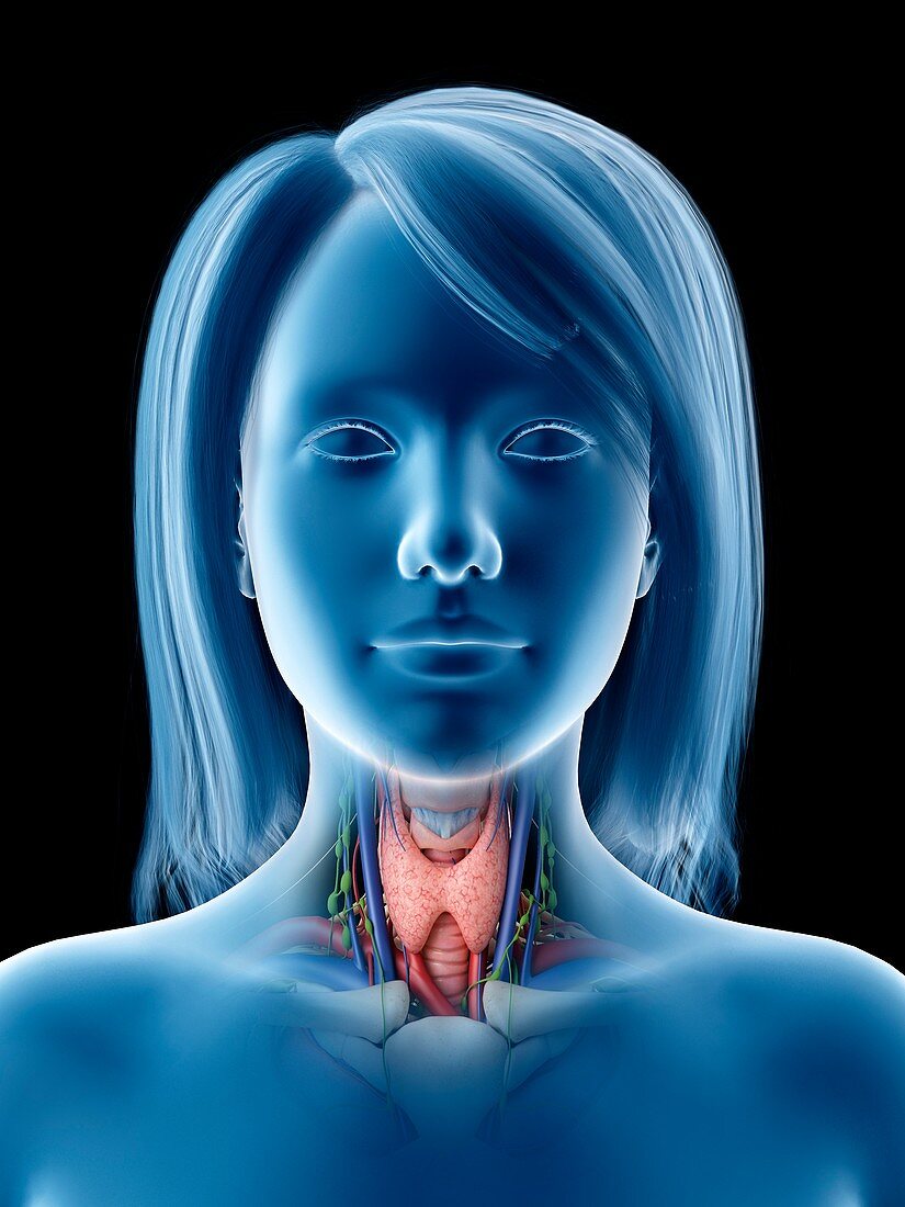 Thyroid gland, illustration