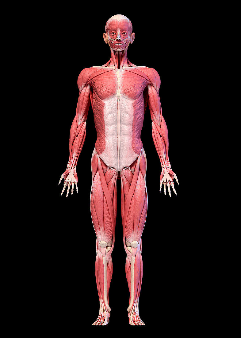 Male musculature, illustration
