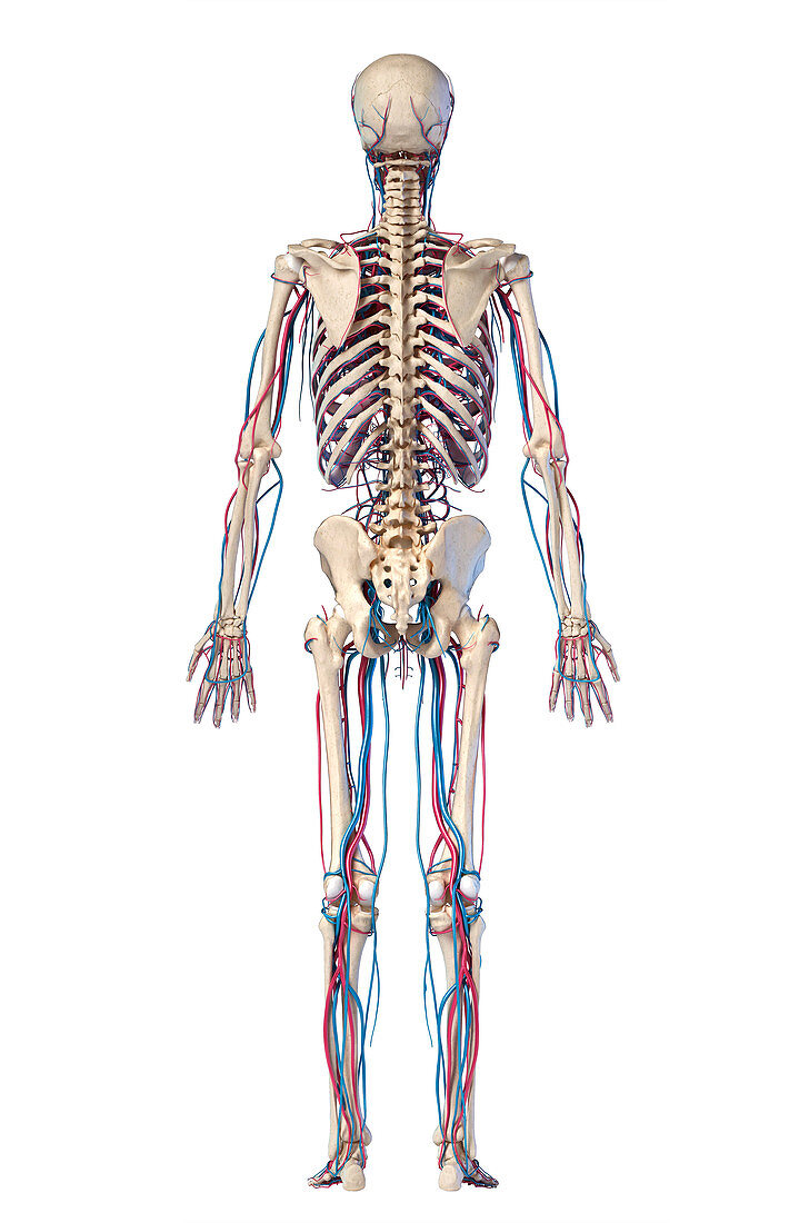 Human skeleton and vascular system, illustration