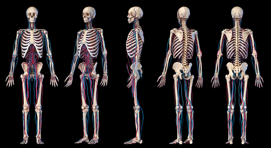 Human skeleton and vascular system, illustration