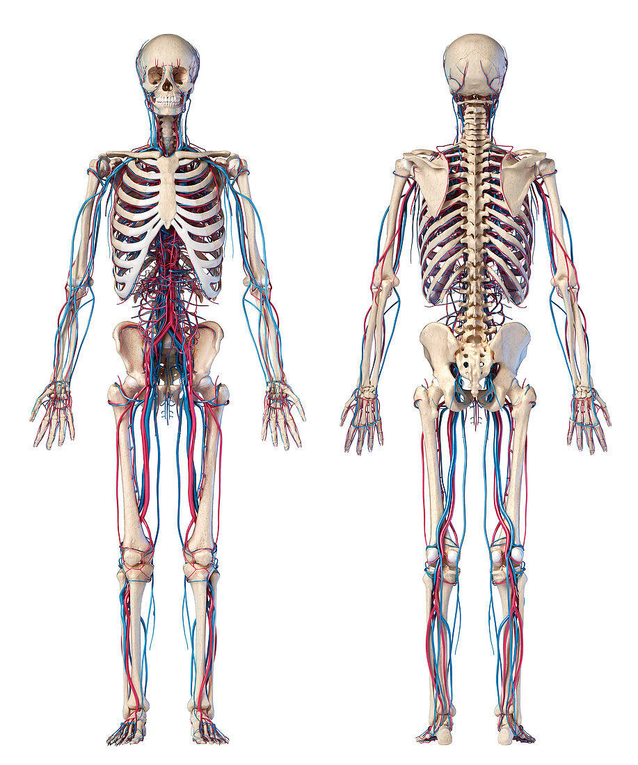 Human skeleton and vascular system, illustration