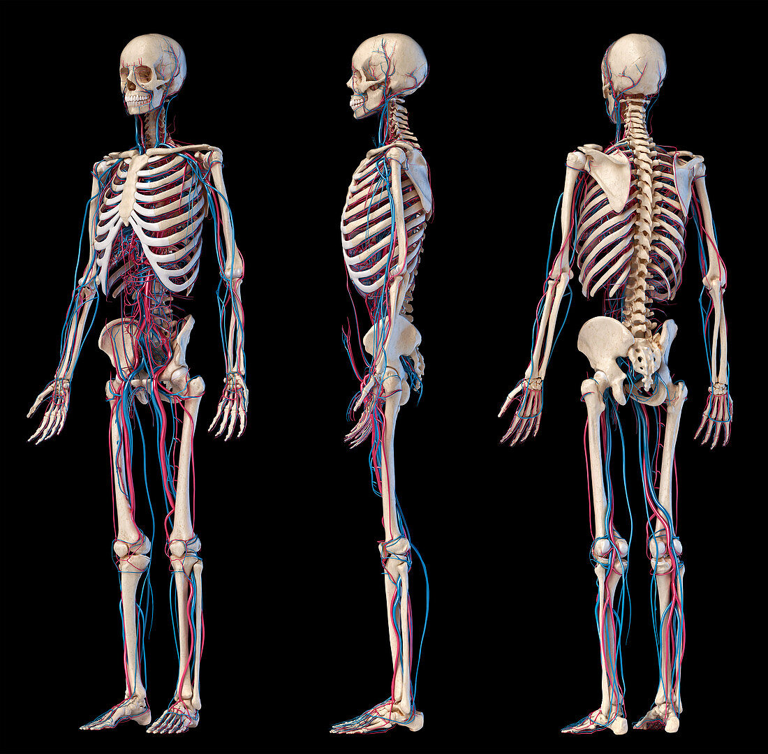 Human skeleton and vascular system, illustration