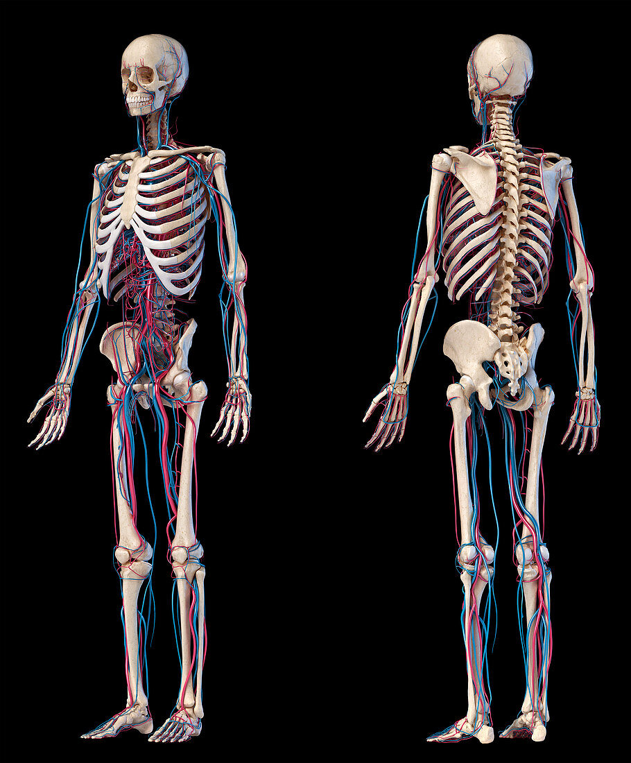 Human skeleton and vascular system, illustration