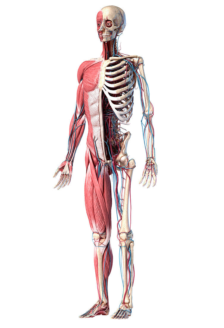 Human skeleton, muscles and blood vessels, illustration