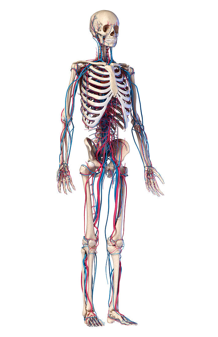 Human skeleton and vascular system, illustration