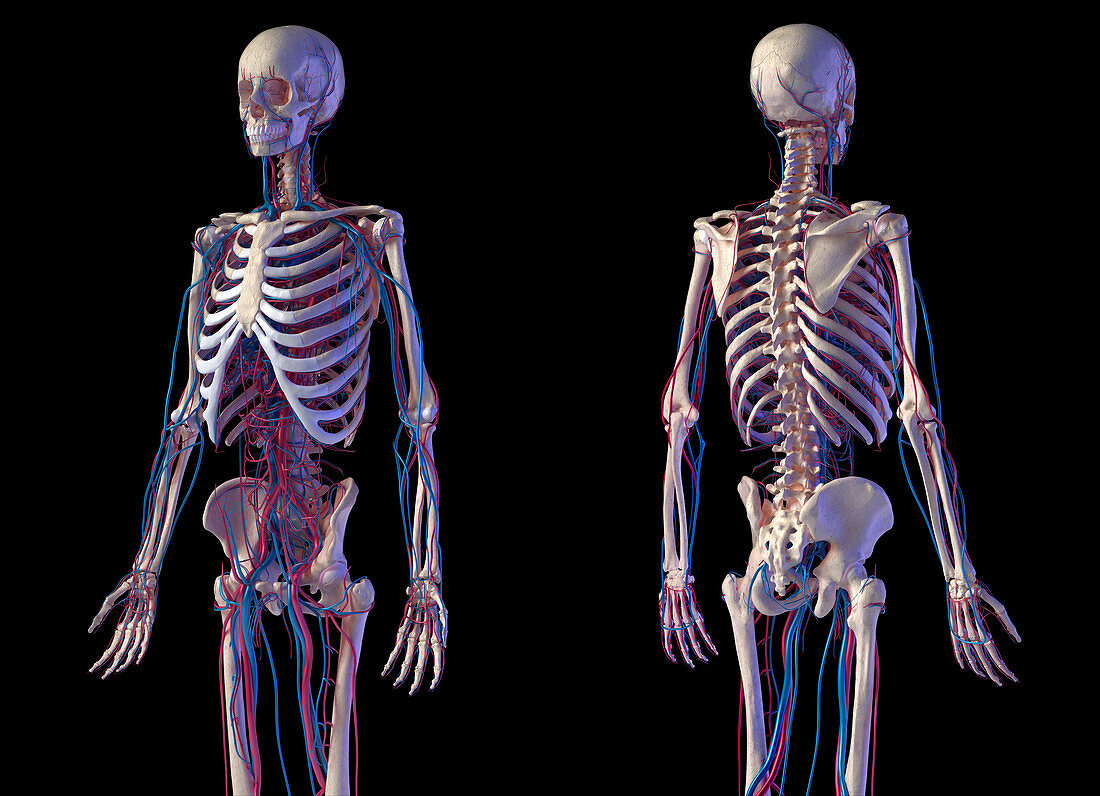 Skeleton and vascular system, illustration