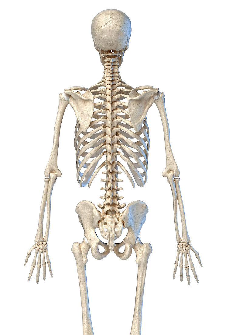 Human skeleton, illustration