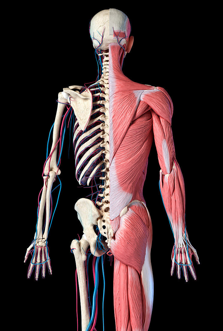 Human skeleton with muscles and blood vessels, illustration