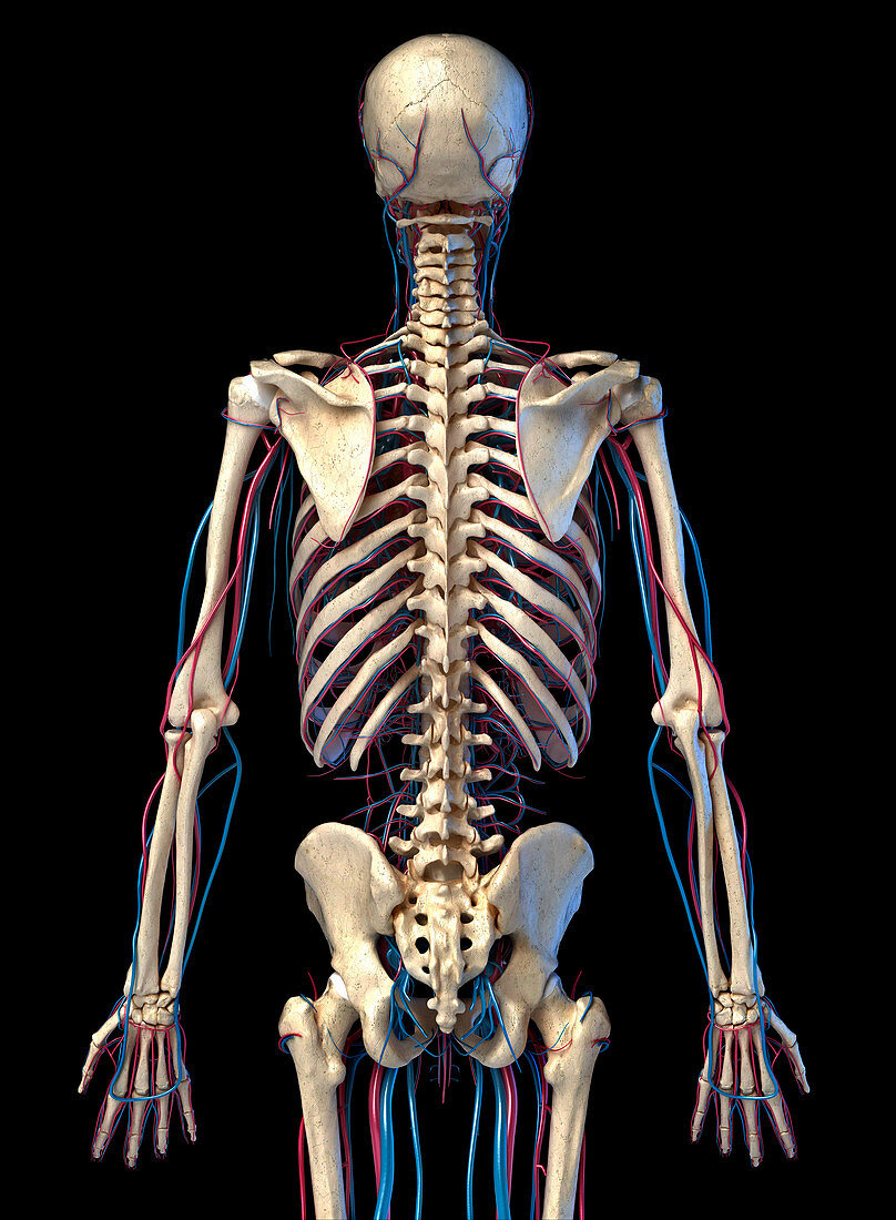 Skeleton and vascular system, illustration