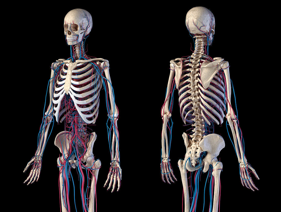 Skeleton and vascular system, illustration