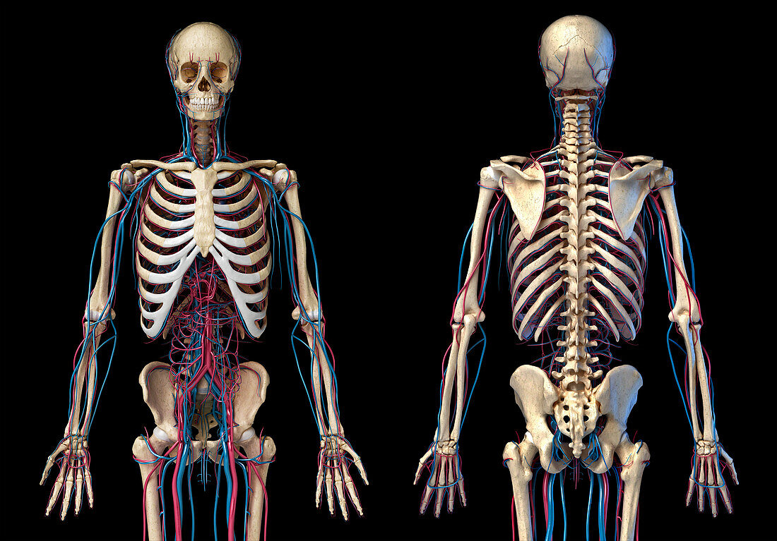 Skeleton and vascular system, illustration