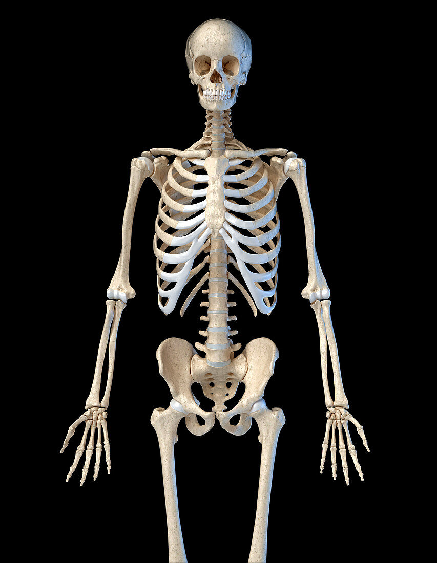 Human skeleton, illustration